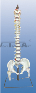 The model of occipital spine, pelvis, head of femur and spinal nerves